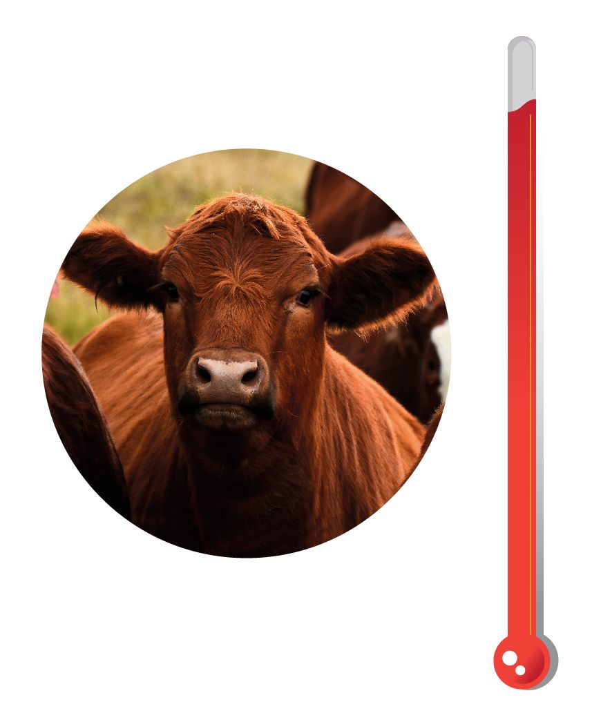 Heat Stress: Handling Cattle Through High Heat Humidity Indexes