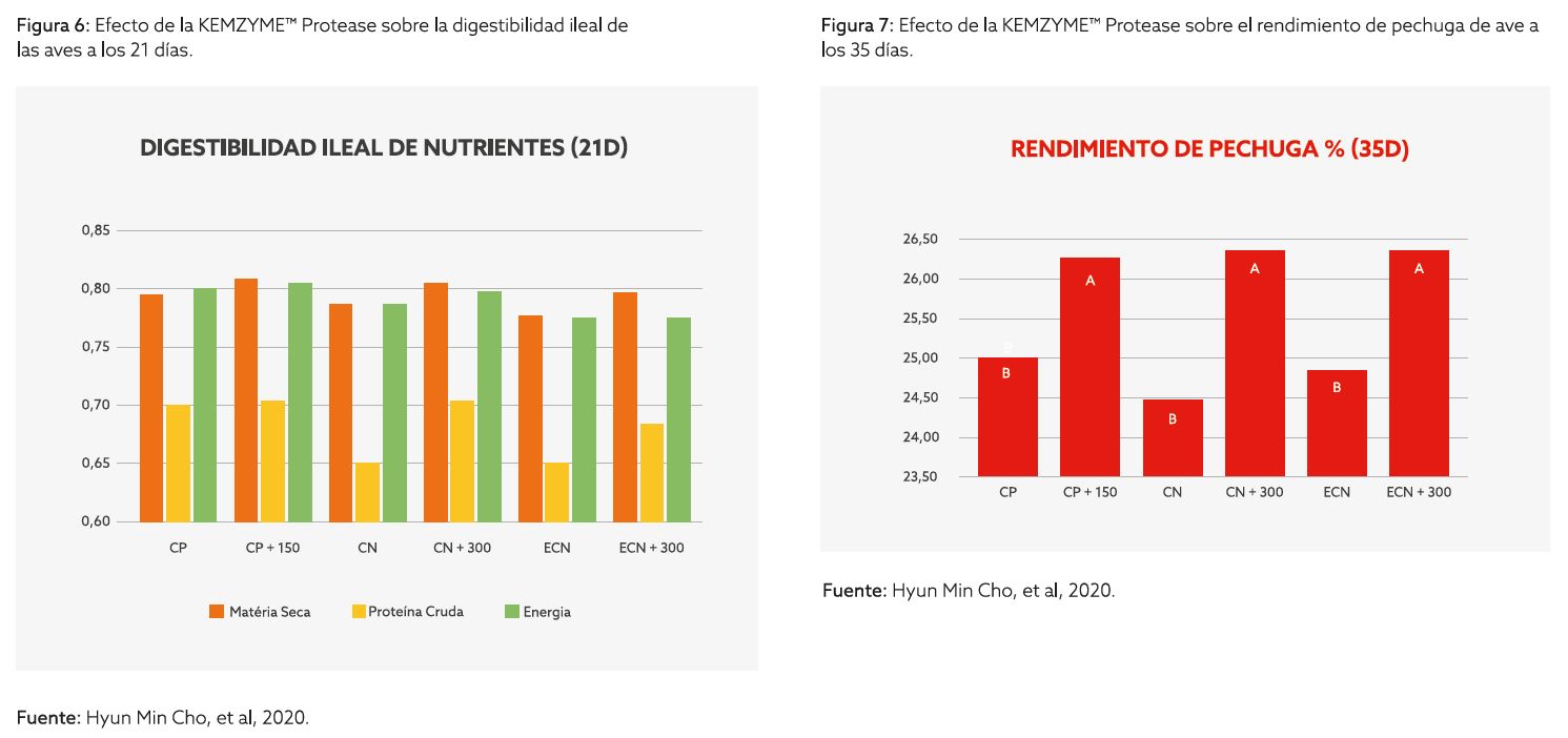kemzyme pollos grafico 3.png