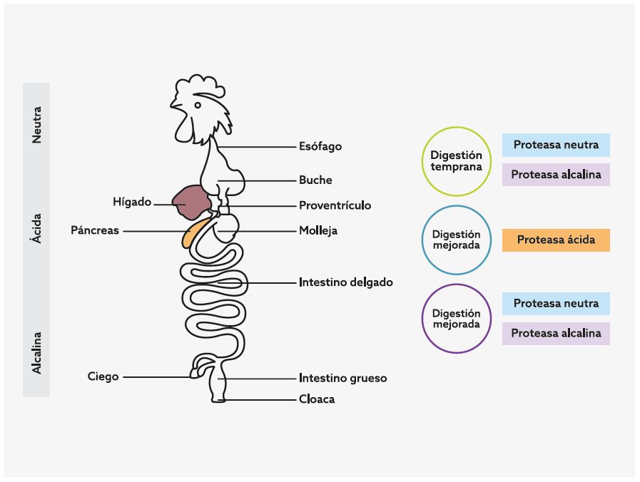 kemzyme pollos imagem 1.png
