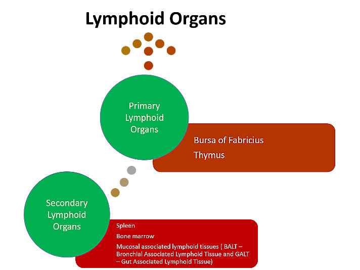 lymphoid_organs