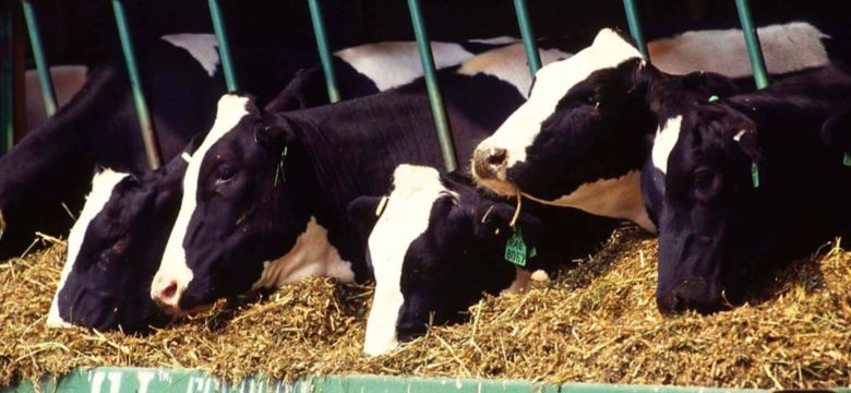 molasses_arome_plus_cattle_feed_flavor_banner_image_1