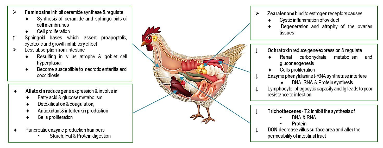 Mycotoxins Blog Image 2