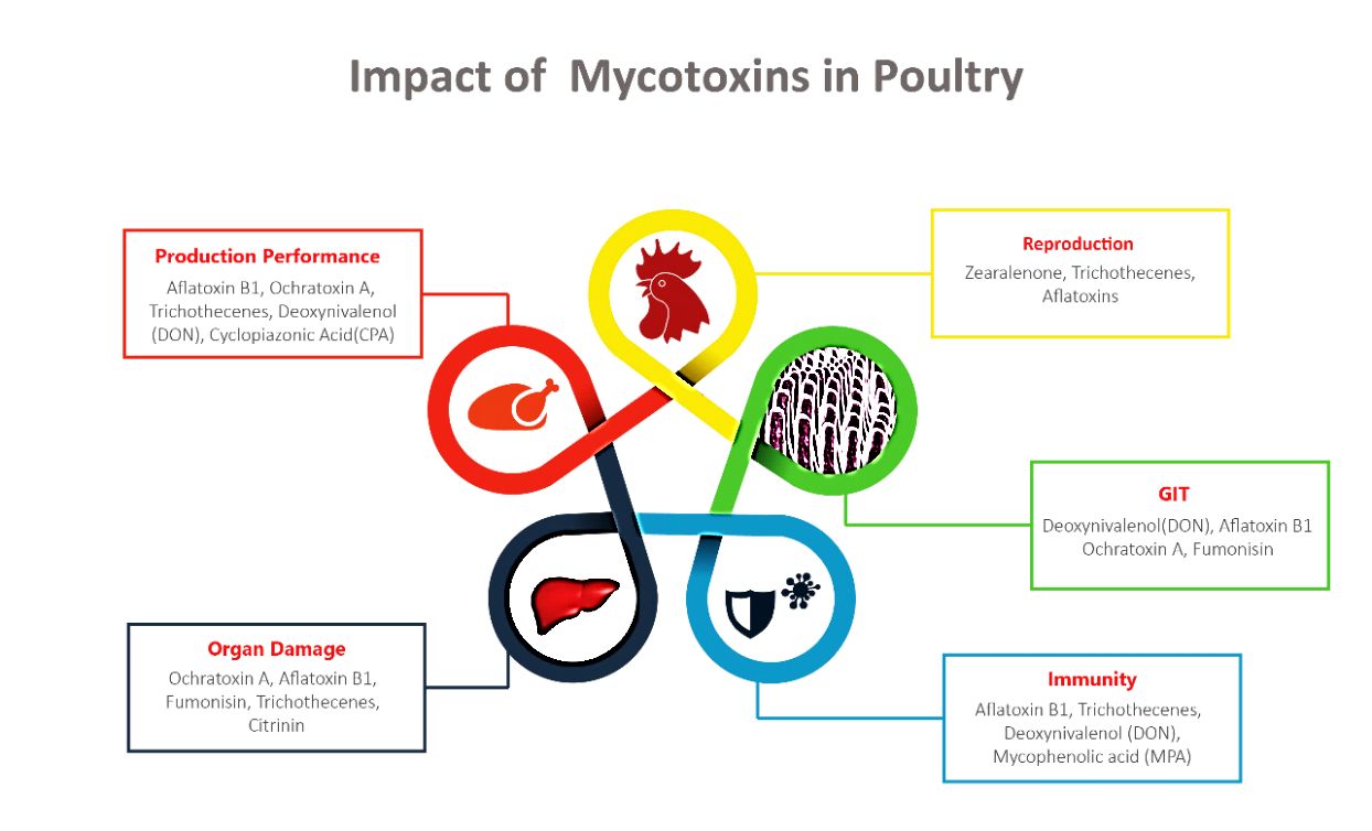 Mycotoxins Blog Image 3