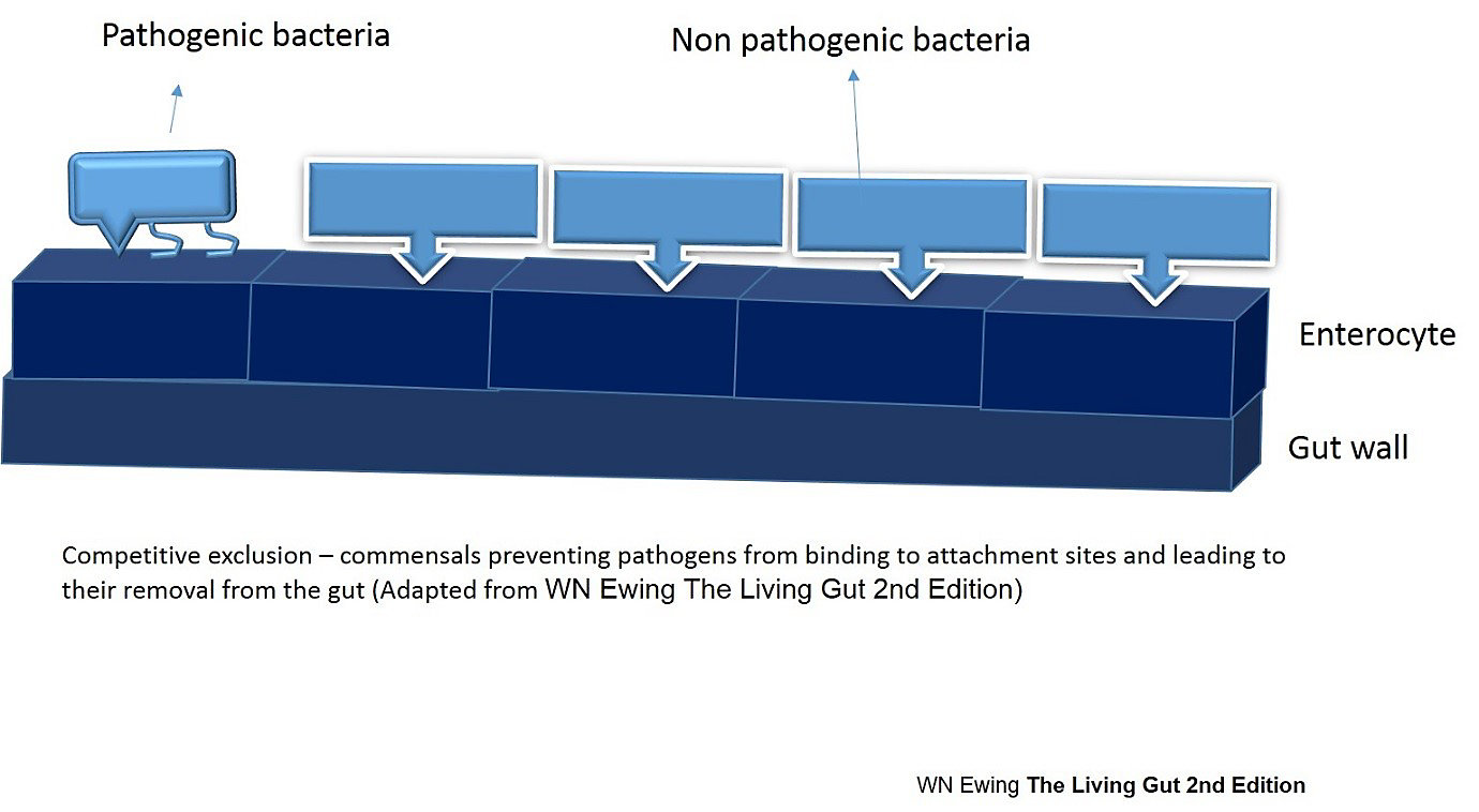 non-pathogenic-bacteria