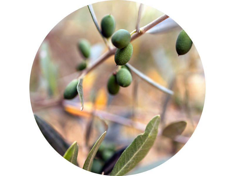 olive tree and fruit