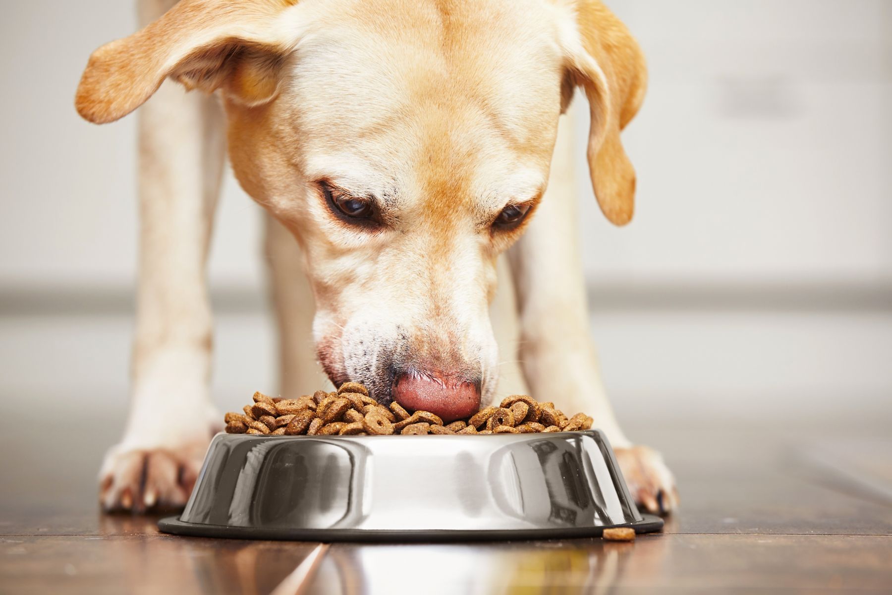 Hungry labrador retriever is feeding at home.