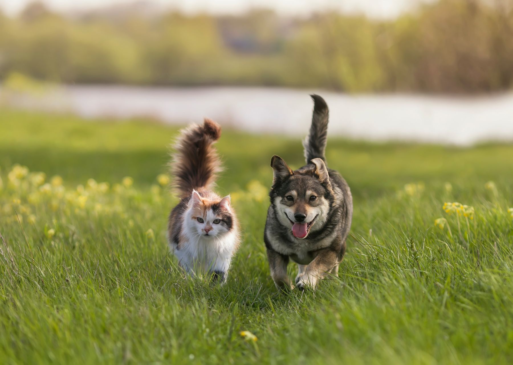 pets running