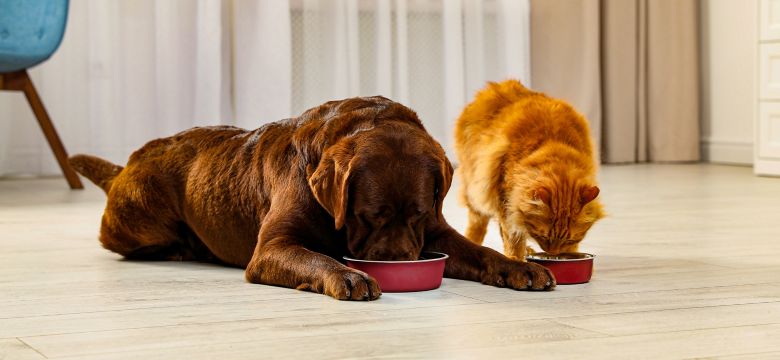cat-dog-eating