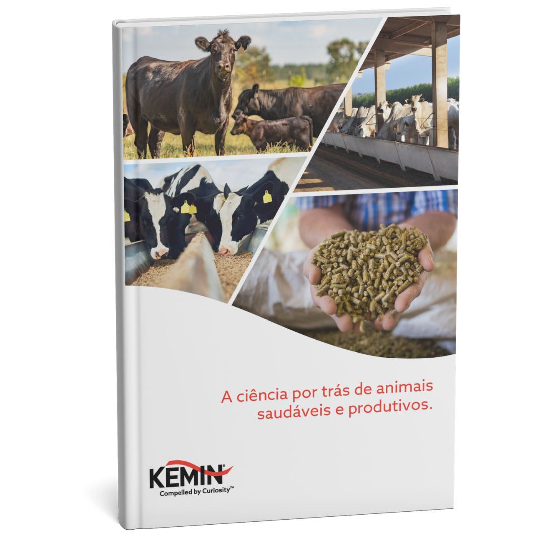 portifólio de ruminantes - 1