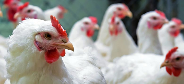 Poultry Hero Image