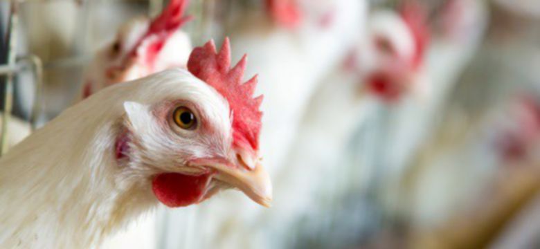 poultry_1