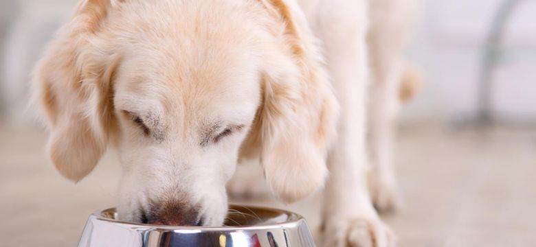 dog eating