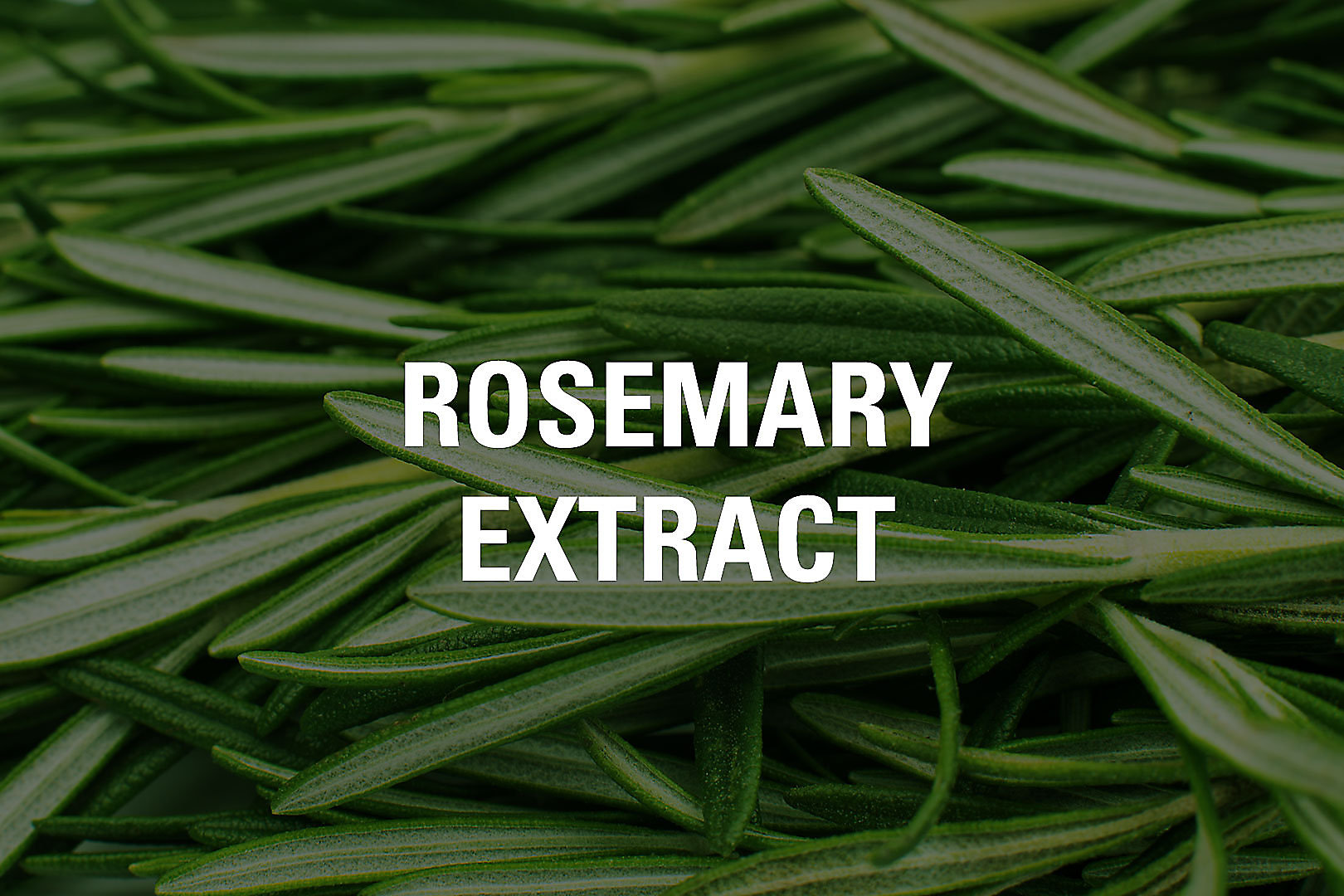 rosemary-extract-tile1