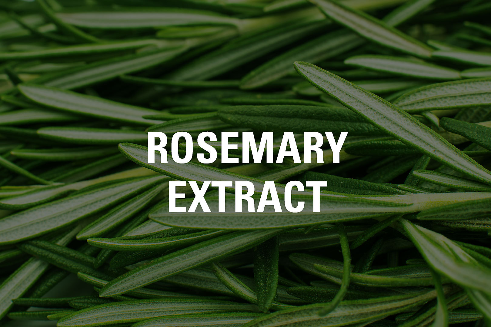 Rosemary Extract Ingredient Tile