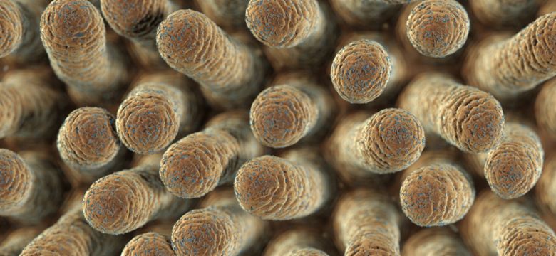 Ruminant Gut Health Hero Image