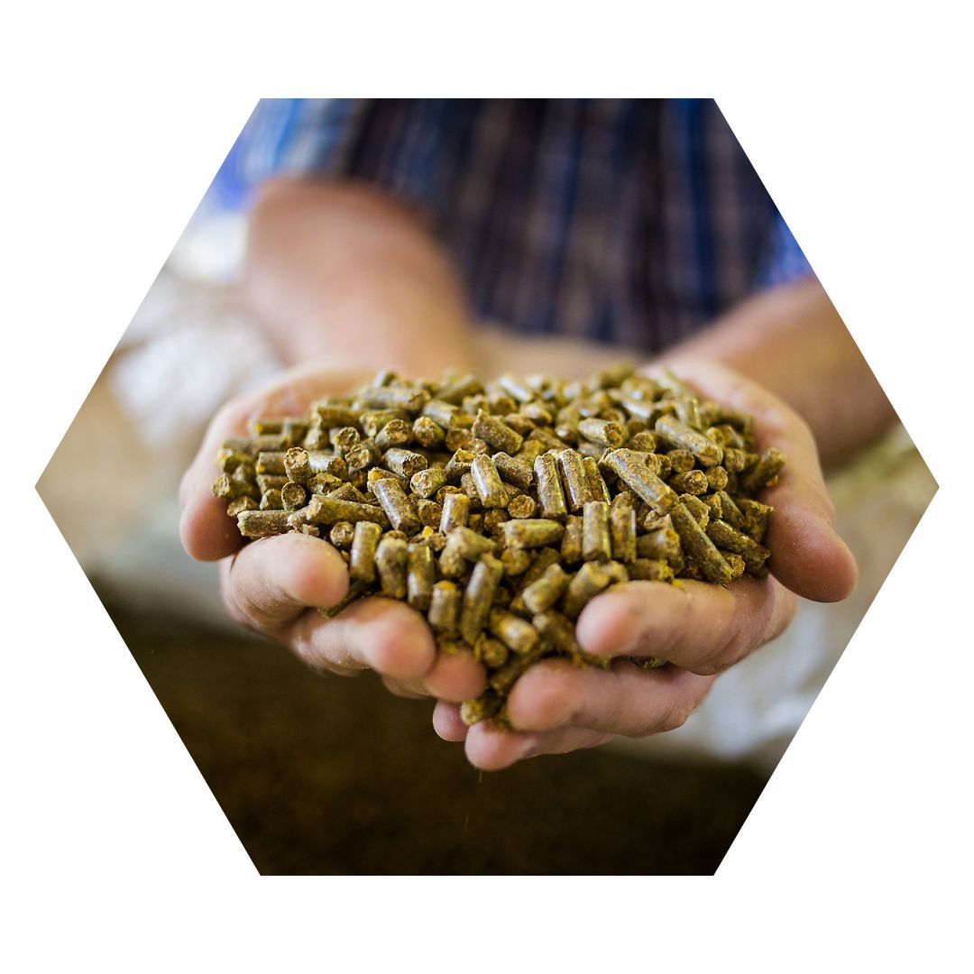 Man holding animal feed in his hands