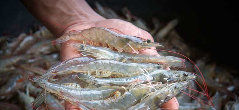 White shrimp in the hands on a blurred background of a pile of white shrimp.; Shutterstock ID 1020530716; BU: -; Region: -; Purpose: -
