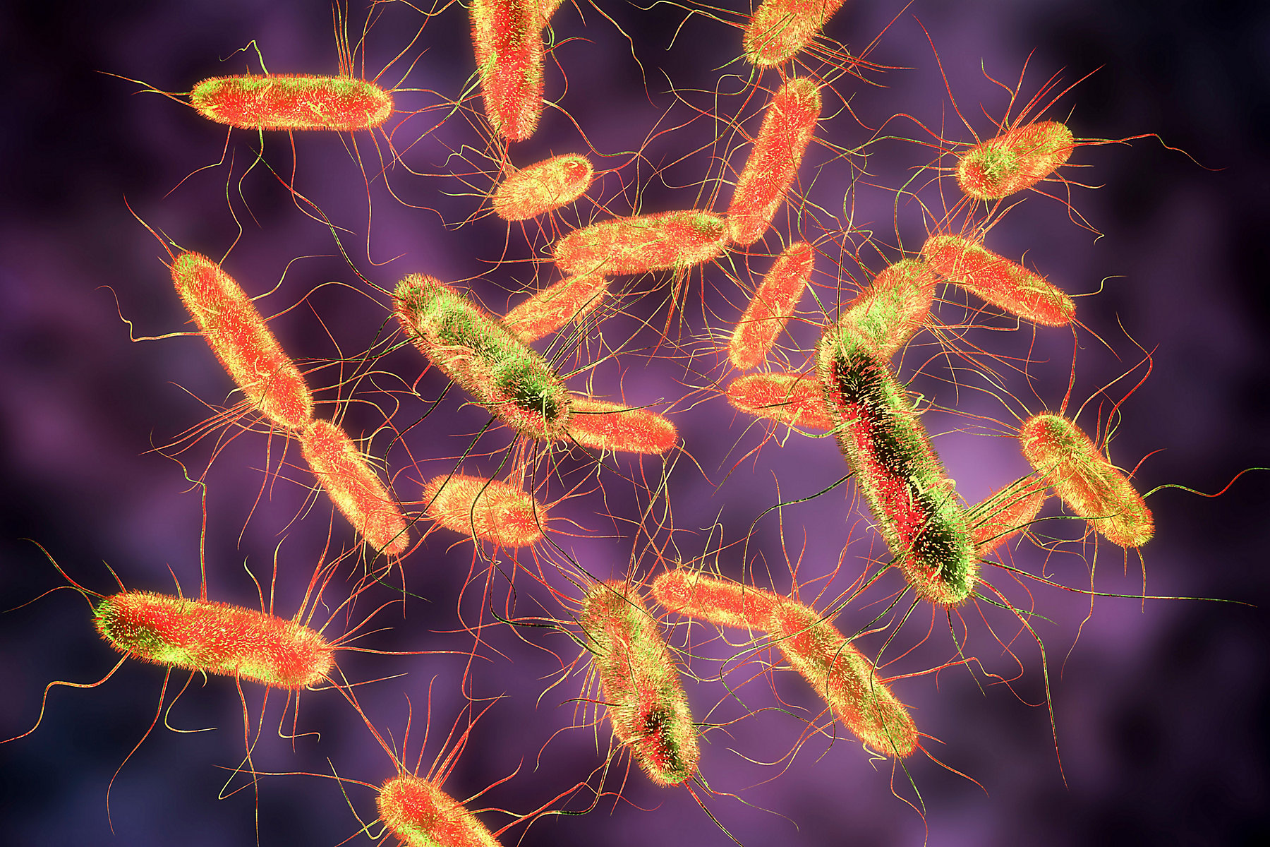 Salmonella bacteria. S. typhi, S. typhimurium and other Salmonella, Gram-negative rod-shaped bacteria, the causative agents of enteric typhus and food toxicoinfection salmonellosis, 3D illustration; Shutterstock ID 1030961158; BU: KA, KFT, KN, KI, KCT, KH, KTA: KA; Region: NA, EMEA, AP, SA, RU, IN, Sub SA: AP; Use: Marketing, Sales PPT, Website, Other: Marketing