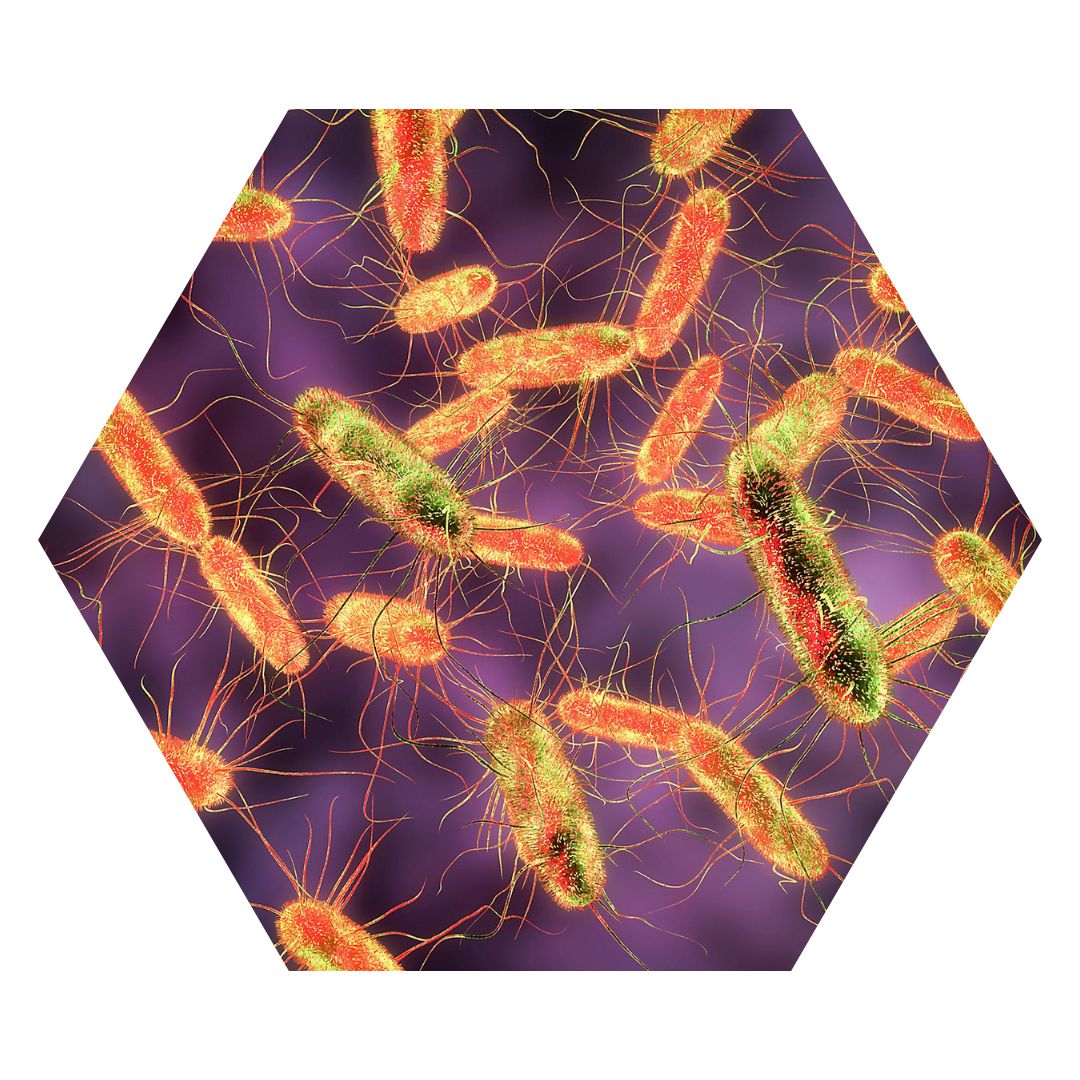 Salmonella illustration