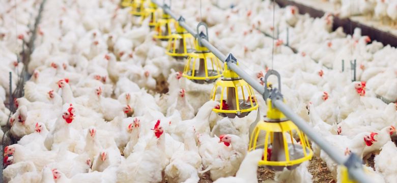 hero-banner-soluções-para-qualidade-da-ração-de-aves