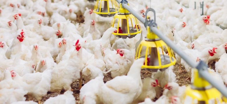 Indoors chicken farm, chicken feeding