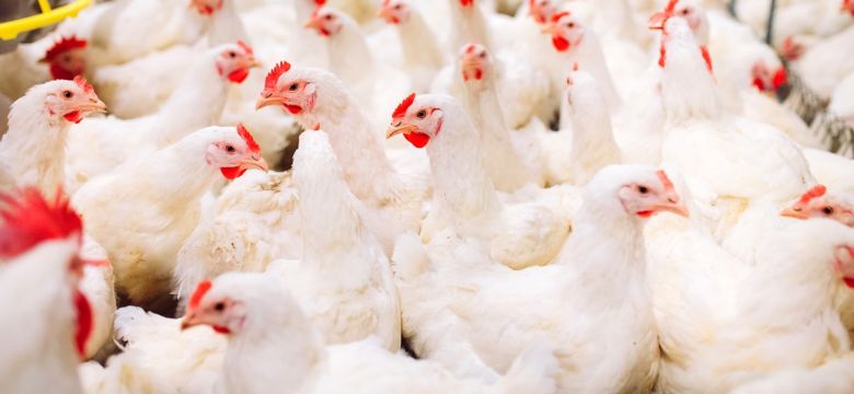 broiler banner