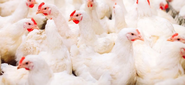 Chicken indoors at a farm