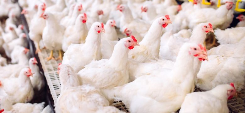 Indoors chicken farm, chicken feeding. Broilers in the barn