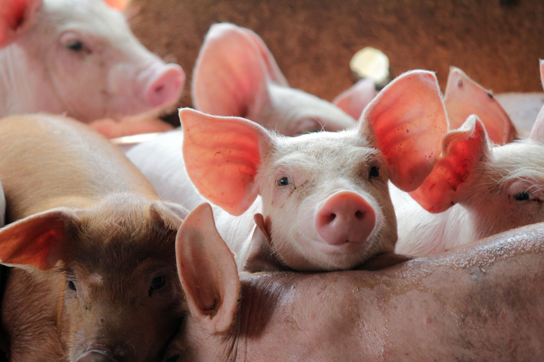 Smile eyes pigs going eat