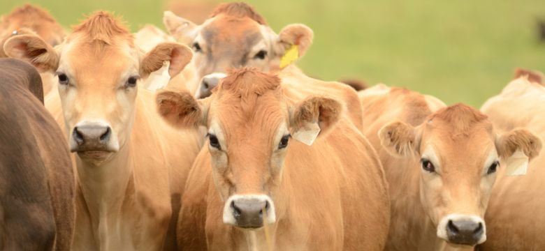 jersey-cows