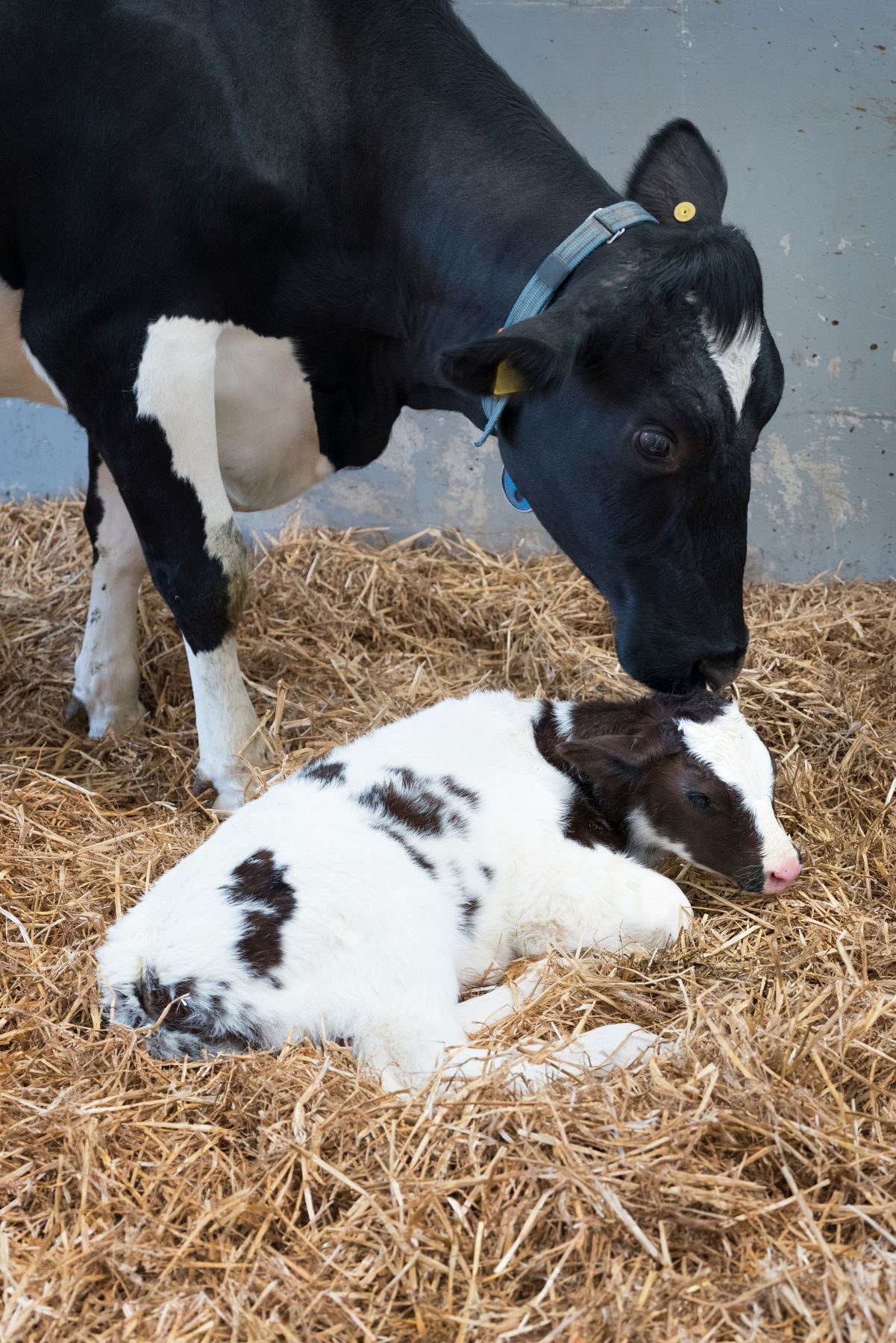 mother cow and newborn black and white calf in straw inside barn of dutch farm in the netherlands; Shutterstock ID 1092619799; BU: KA, KFT, KN, KI, KCT, KH, KTA: KA; Region: NA, EMEA, AP, SA, RU, IN, Sub SA: NA; Use: Marketing, Sales PPT, Website, Other: Marketing Collateral