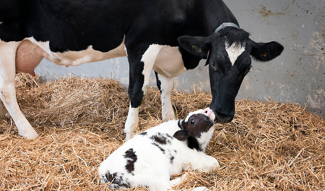 mother cow and newborn black and white calf in straw inside barn of dutch farm in the netherlands