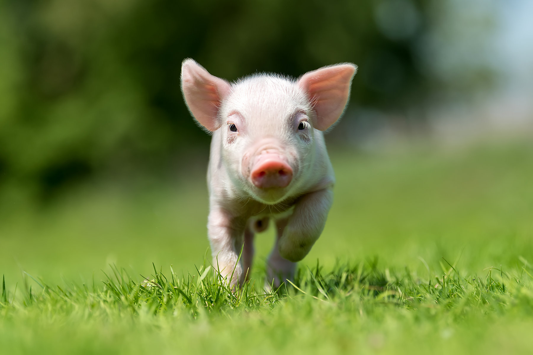 Newborn piglet on spring green grass on a farm; Shutterstock ID 1101099536; BU: KAE; Region: Russia; Purpose: Social media
