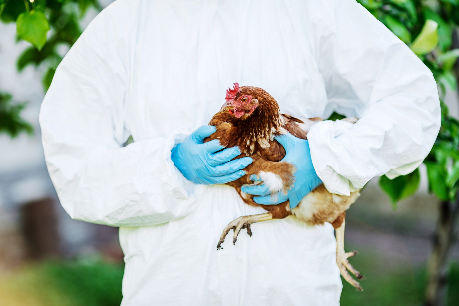 1150993757 Vet doctor examining chicken. Vet concept