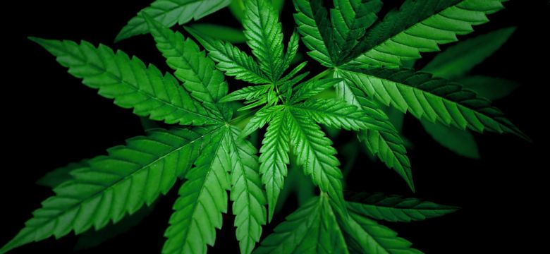 Cannabis marijuana leaf closeup  dar background. Natural setup ; Shutterstock ID 1163047840; purchase_order: -; job: -; client: -