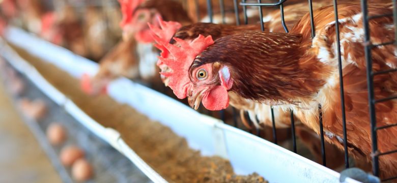 Guinea fowl – Poultry industry – Te Ara Encyclopedia of New Zealand