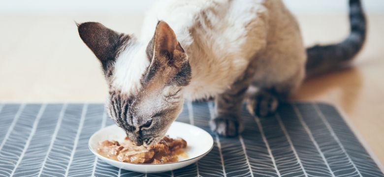cat eating
