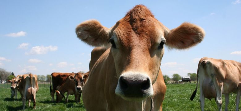 Jersey Cow in pasture