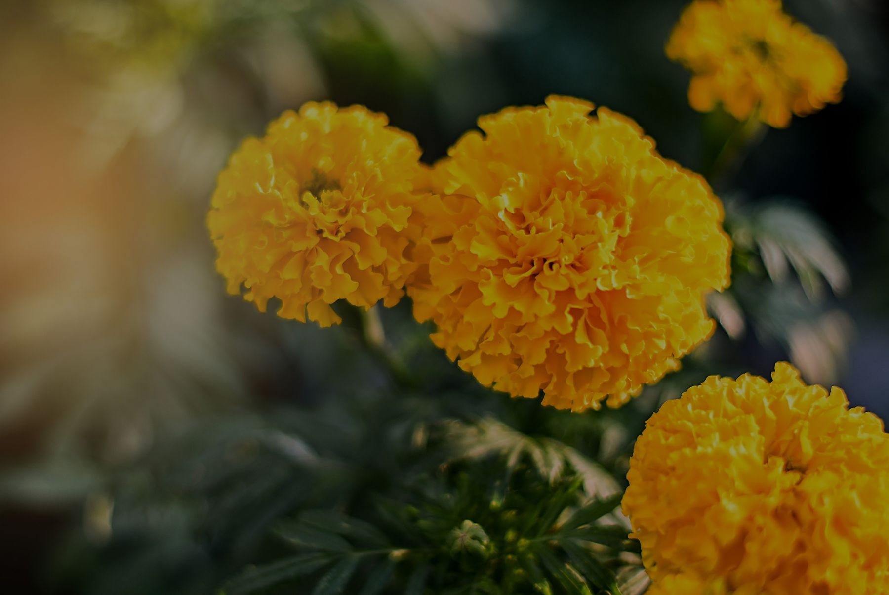 shutterstock_1258974370 with opacity