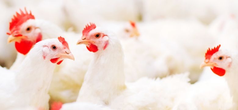 hero-banner-soluções-para-aves