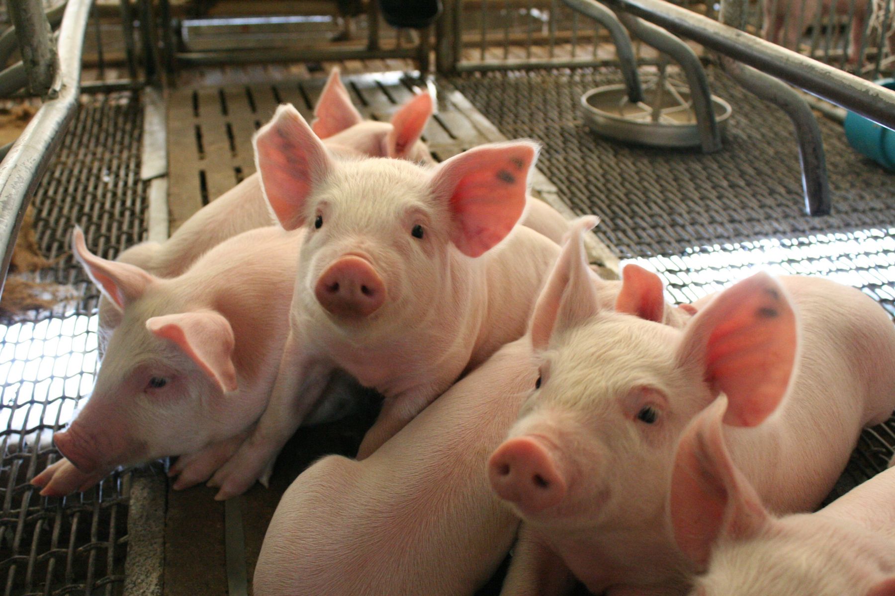 Healthy weaned piglet in farrowing unit 