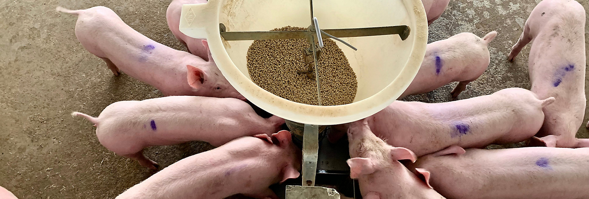 1381041629 The fattening pig group eating by the feeding machine in modern commercial farm, happy pig