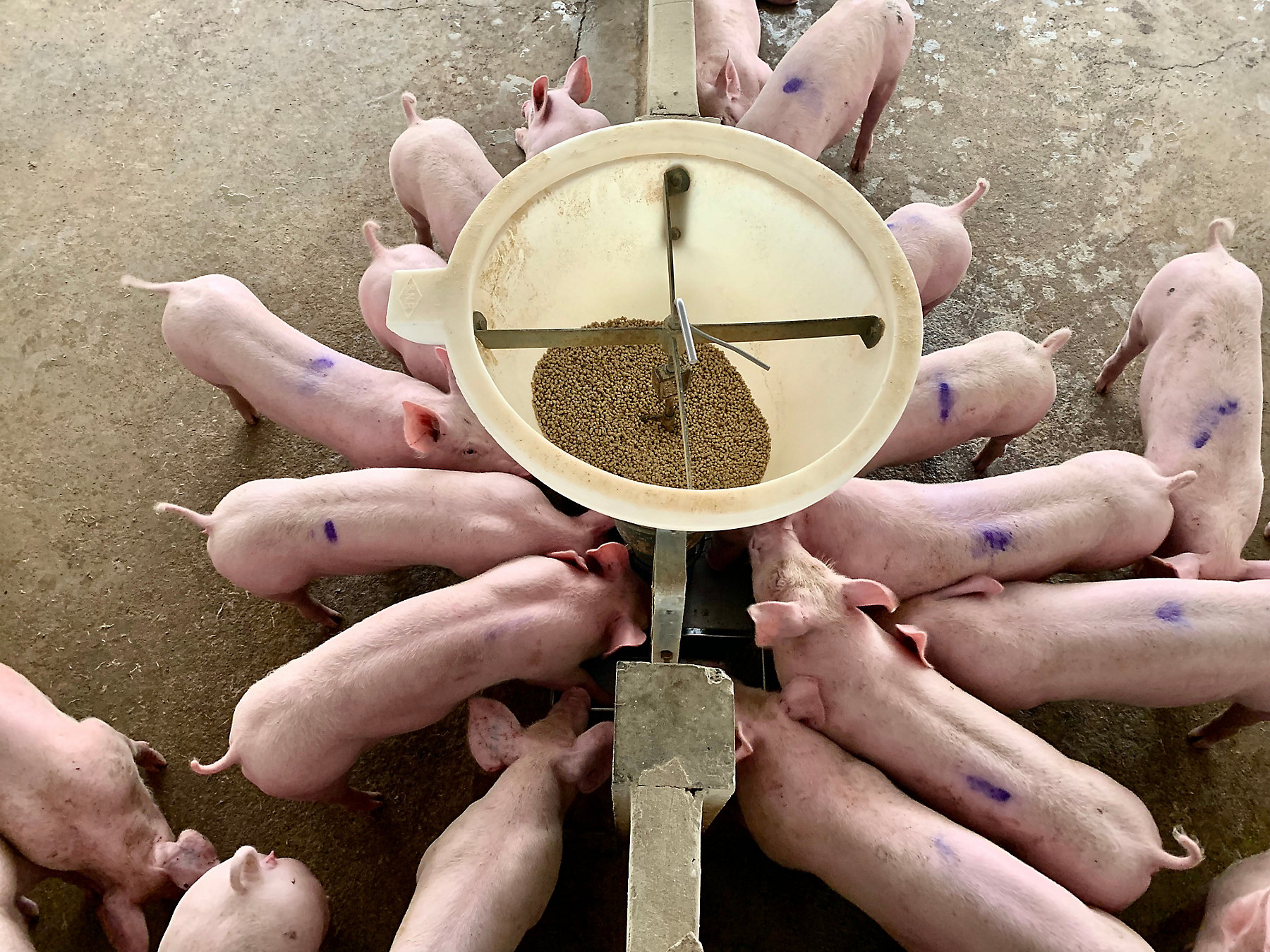 1381041629 The fattening pig group eating by the feeding machine in modern commercial farm, happy pig