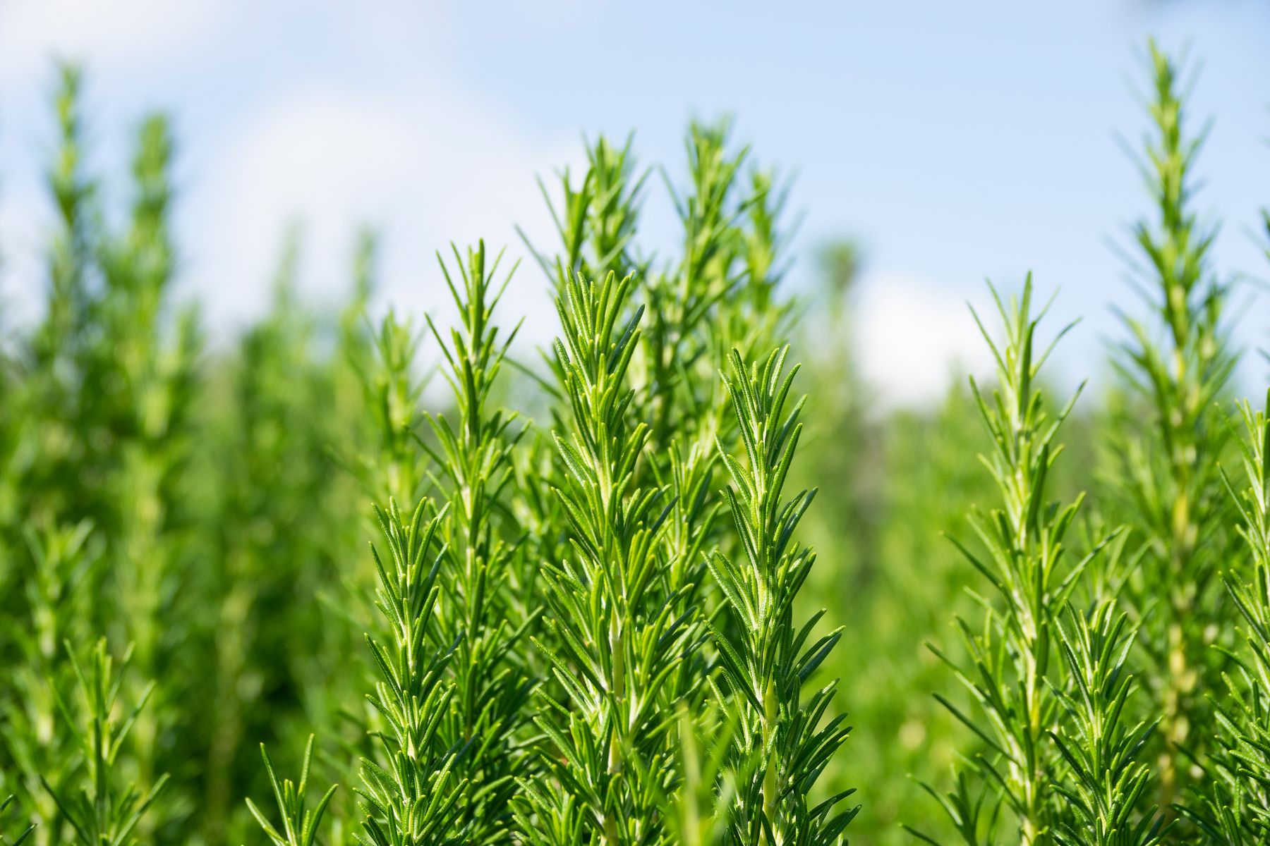 rosemary-plant