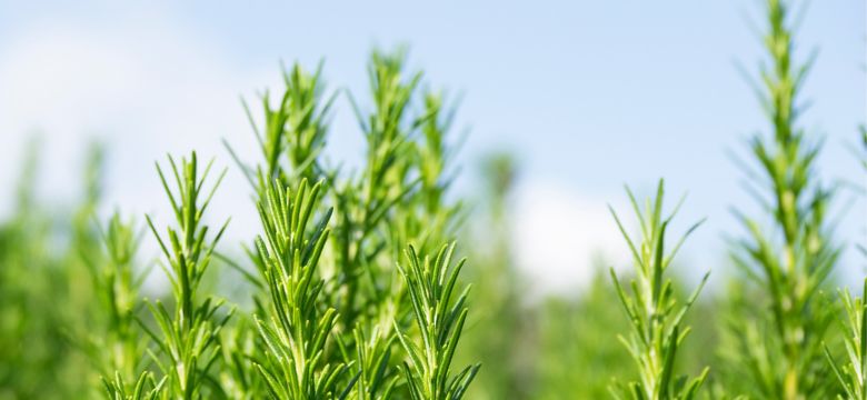 Rosemary plant
