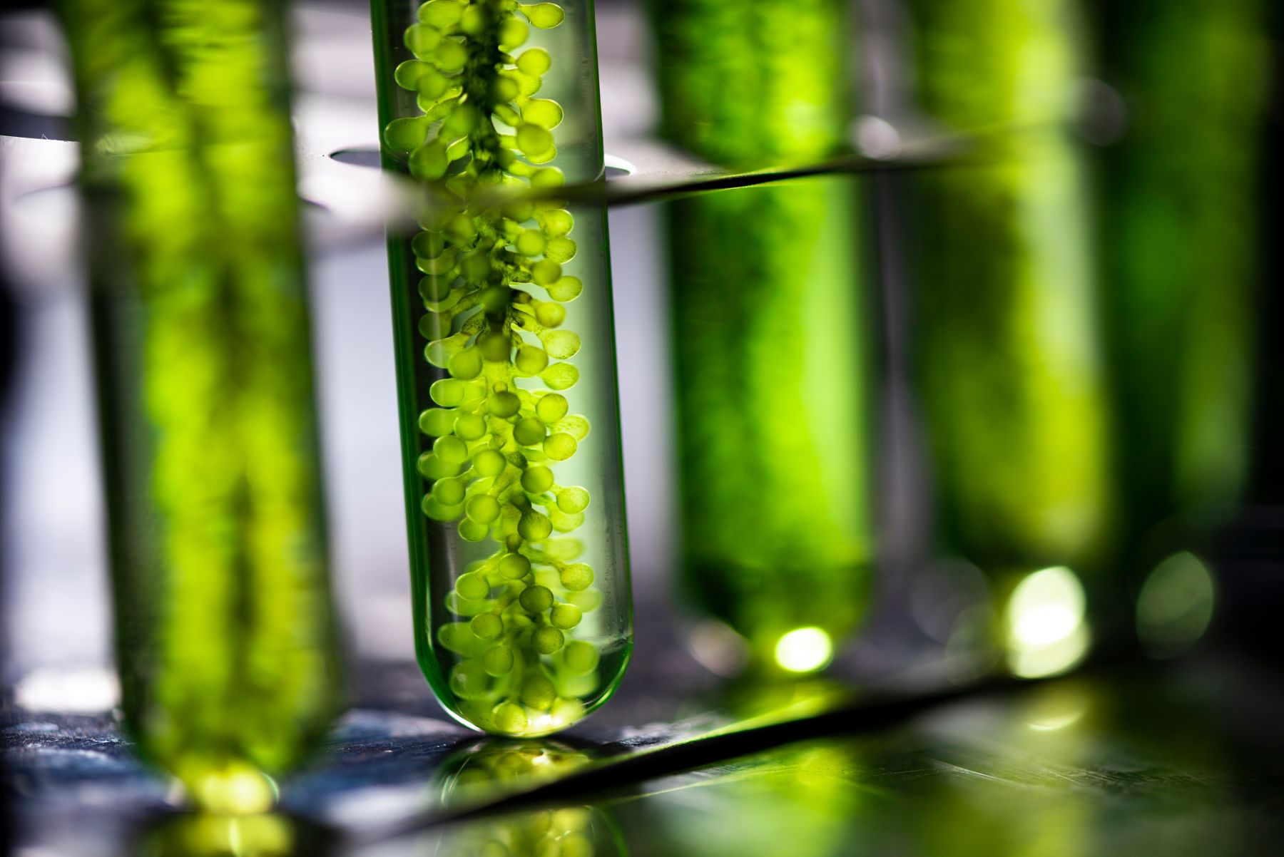 Photobioreactor in laboratory, algae fuel biofuel industry, plant treatment research in industrial laboratories for virus protection vaccine, coronavirus COVID-19 medicine protection concept