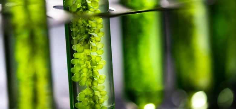 Photobioreactor in laboratory, algae fuel biofuel industry, plant treatment research in industrial laboratories for virus protection vaccine, coronavirus COVID-19 medicine protection concept