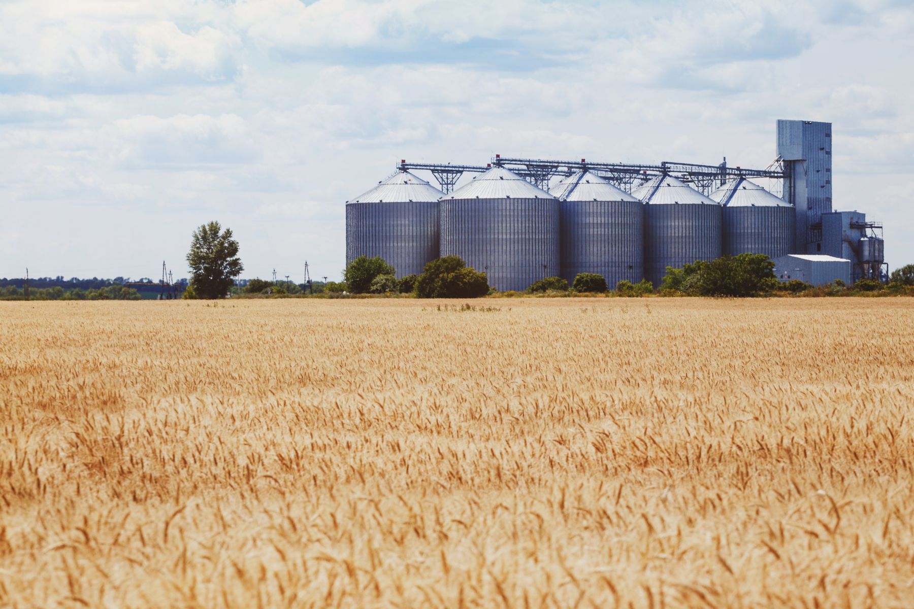 new grain elevator on the background of a wheat field