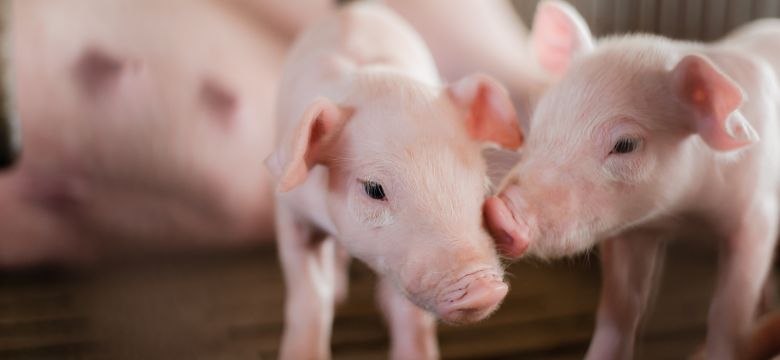 hero-banner-soluções-para-gestão-de-micotoxinas-de-suínos