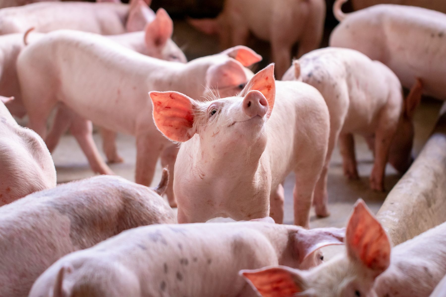 A small piglet in the farm. group of mammal waiting feed. swine in the stall.